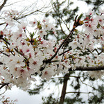 高台寺 洛匠 - 京都の桜と・・