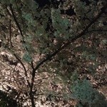 Amijima - 広い庭から見える夜桜