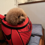 ＭＯＭＩＮＯＫＩ ＨＯＵＳＥ - 今日のシェリは大人しいｗ