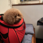 ＭＯＭＩＮＯＫＩ ＨＯＵＳＥ - シェリ