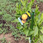 穀雨 - 育つかな？