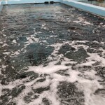 とれとれ横丁 - 