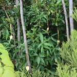 さじこよみ - さじ=スプーン