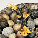 ラ・ヴァガボンド - イカスミのベニエ