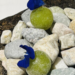 ラ・ヴァガボンド - シャインマスカット