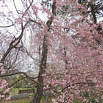 Kyoukaiseki Minokichi - 円山公園の八重紅枝垂れ桜