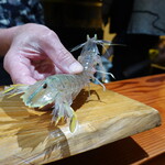 鮨匠 のむら - 蝦蛄(鹿児島県産)