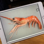 鮨匠 のむら - ナミクダヒゲエビ