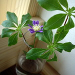 あしがら翁 - OptioA30で撮影