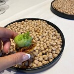 Restaurant Takashi Tanno par 長谷紫‐ゆかり - 