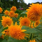 一夜城 ヨロイヅカ・ファーム - 