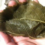 長命寺 桜もち - 素晴らしい香りです