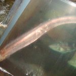 活魚割烹 赤坂 - 