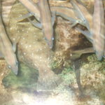 活魚割烹 赤坂 - 