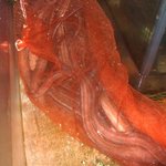 活魚割烹 赤坂 - 