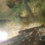 活魚割烹 赤坂 - 