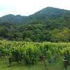 八剣山ワイナリー