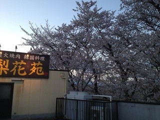 梨花苑 - 屋上から桜と店