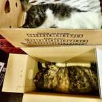 なっぱやチェーン - ぶり・もも「zzz・・・」