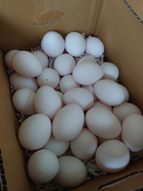 斎藤養鶏場 - 横倉（その他）の写真