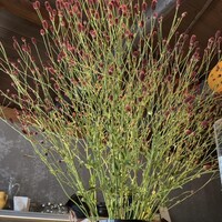 フナシェフ - 店内