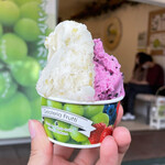 젤라테리아 후룻티