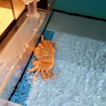 高崎 甲羅本店 - 生簀にいる毛蟹ちゃん(｡・﹃・｡)