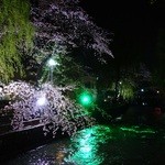 龢 - 広瀬川沿いの桜と柳