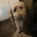 Mikage Coffee - 看板犬ジョビン君