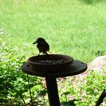 くつきそば 永昌庵 - 