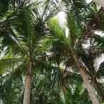 椰子の家 惣屋 - 外観