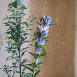 江戸前芝浜 - "生花（はな）"