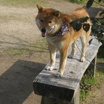 里の駅 大原 - 外のベンチでワンちゃんも！