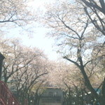 Ataka Hanten - 大津港周辺の桜