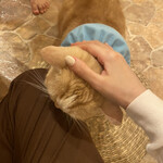 Cat Cafe てまりのおうち - 