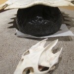 神保町 傳 - すっぽんマン