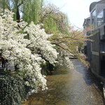 たくみや そば処 - 高瀬川の桜
