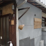 Nijou Koya - 