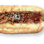 SHENANIGANS - コリアンヤンニョムソース焼き鳥サンドイッチ