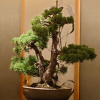 紀尾井町 三谷 - 