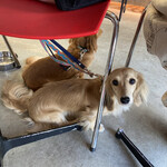 DOG DEPT.+CAFE Karuizawapurinsuten