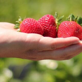 草莓農經營的甜點！