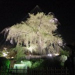 未在 - （無関係）円山公園のしだれ