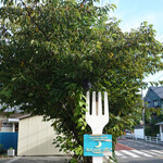 ビーチエンド カフェ - エントランス前の桜の木