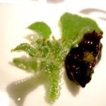 ピエール・ガニェール・ア・東京 - 