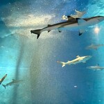 メヒコ シャークワールド - 隣で泳ぐサメ