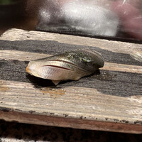 築地青空三代目  銀座三越 - 