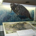 Kitsuchin Tomo - 県立博物館は剥製とか化石の骨とかがいっぱいで可成り怖かったです。
