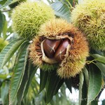 小布施堂本店 - 