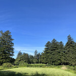 プリムローズ - 